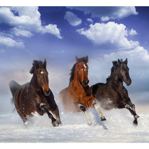 Samolepící fototapeta – Horses in the Snow Samolepící fototapeta – Horses in the Snow