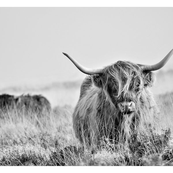 Samolepící fototapeta – Highland Cattle Samolepící fototapeta – Highland Cattle