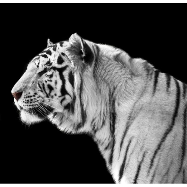 Fototapeta – White tiger Fototapeta – White tiger