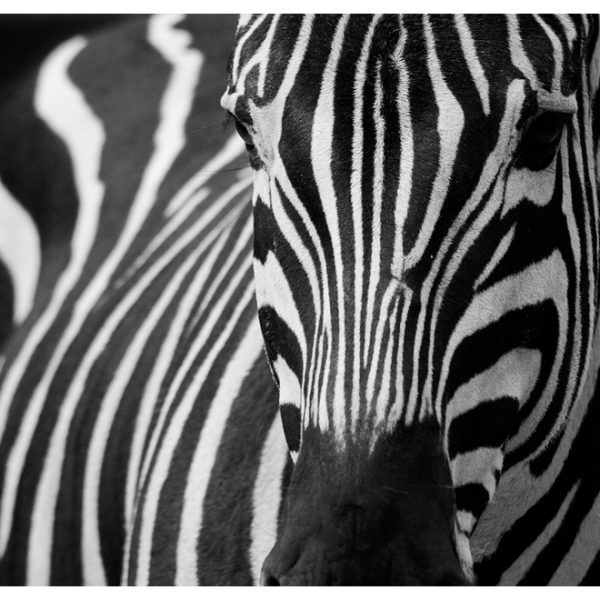 Fototapeta – White with black stripes Fototapeta – White with black stripes