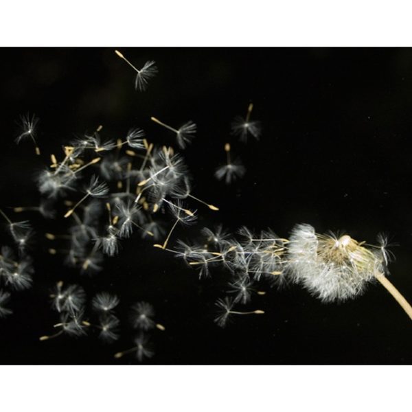 Fototapeta – Pampeliška semena neseny větrem Fototapeta – Pampeliška semena neseny větrem