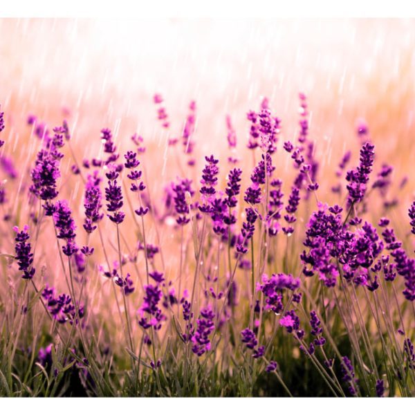 Samolepící fototapeta – Lavender in the Rain Samolepící fototapeta – Lavender in the Rain