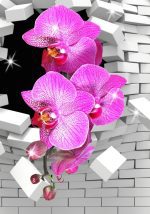 3D obraz Orchidej 3D obraz Orchidej