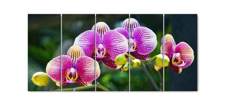 Vícedílný obraz – Divoká orchidej Vícedílný obraz – Divoká orchidej