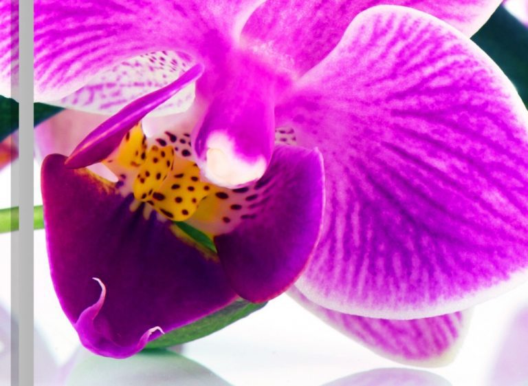 Vícedílný obraz – Orchidej v prostoru Vícedílný obraz – Orchidej v prostoru