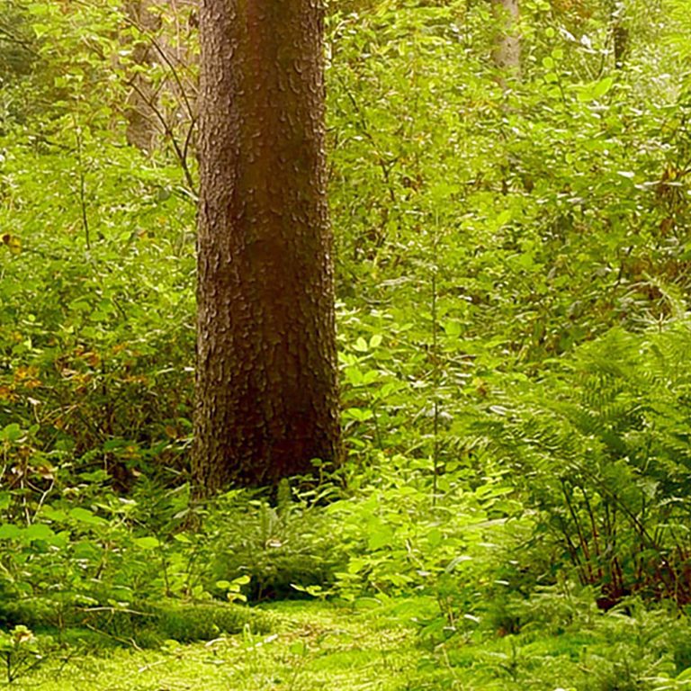 Tapeta Lesní krajina Tapeta Lesní krajina