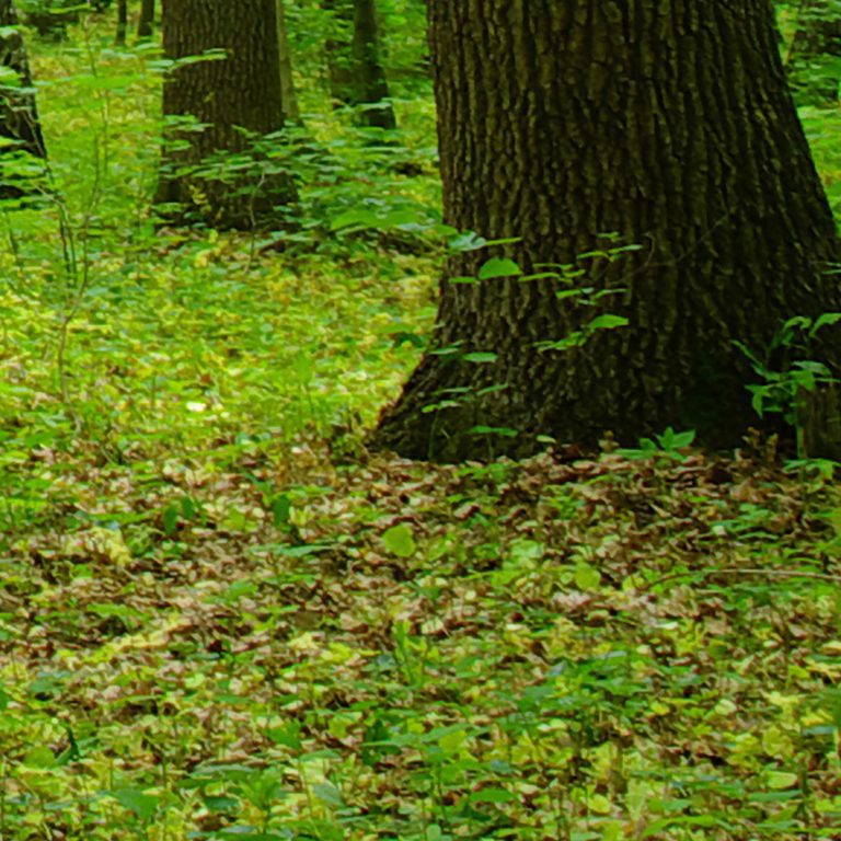 Tapeta Lesní pěšina Tapeta Lesní pěšina