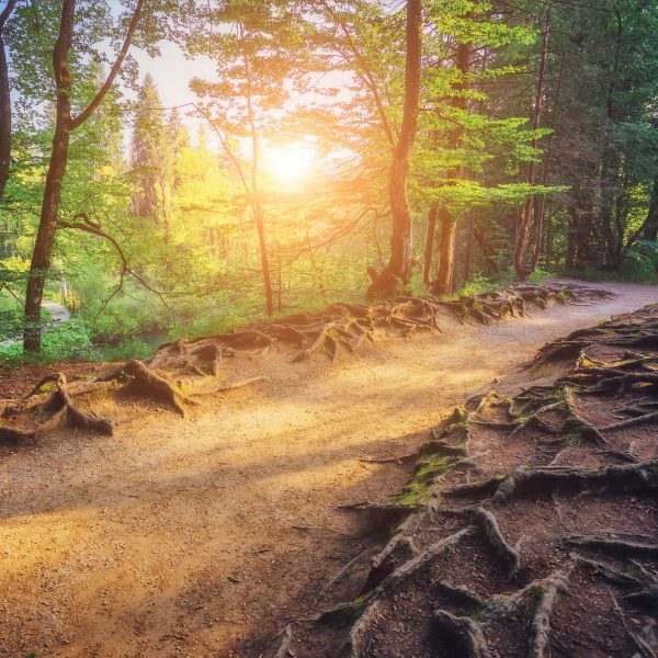 Tapeta Lesní cesta a slunce Tapeta Lesní cesta a slunce