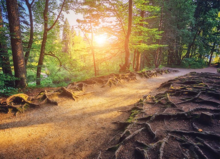 Tapeta Lesní cesta a slunce Tapeta Lesní cesta a slunce