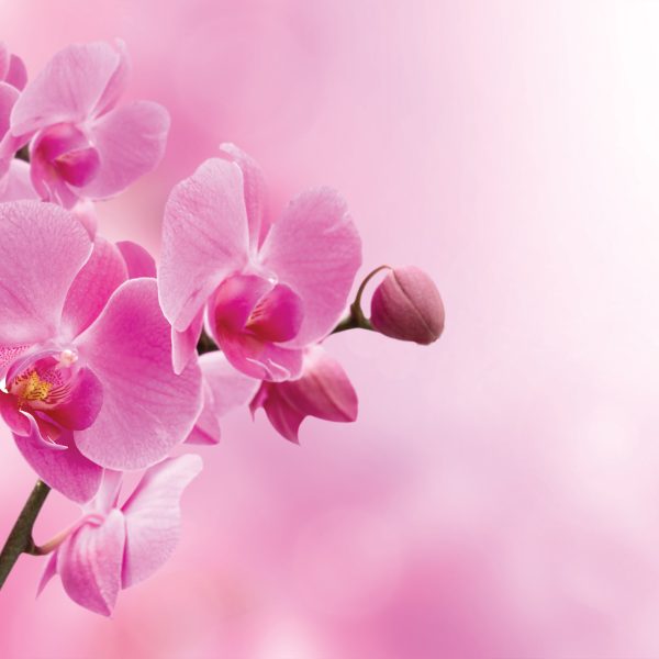 Tapeta Orchidej růžová Tapeta Orchidej růžová