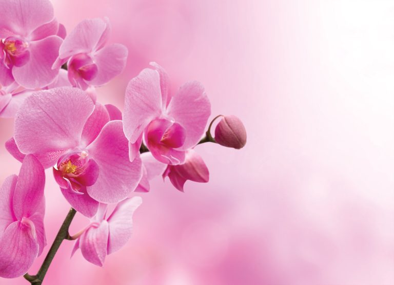 Tapeta Orchidej růžová Tapeta Orchidej růžová