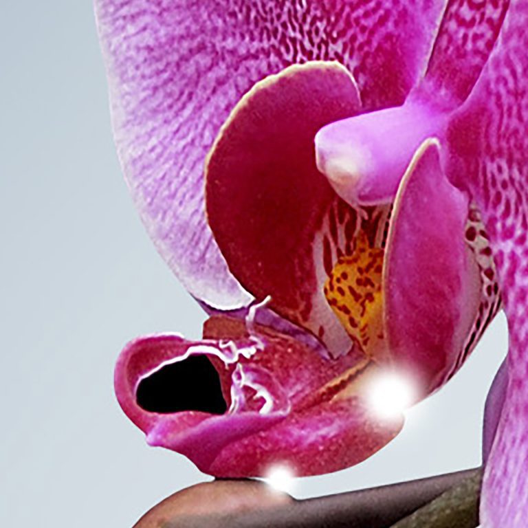 Tapeta Orchidej na vodě Tapeta Orchidej na vodě