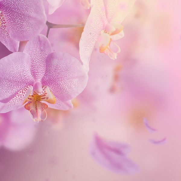 Tapeta Orchidej něžná Tapeta Orchidej něžná