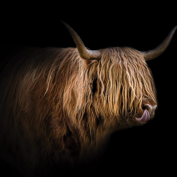 Tapeta Highland Cattle Tapeta Highland Cattle