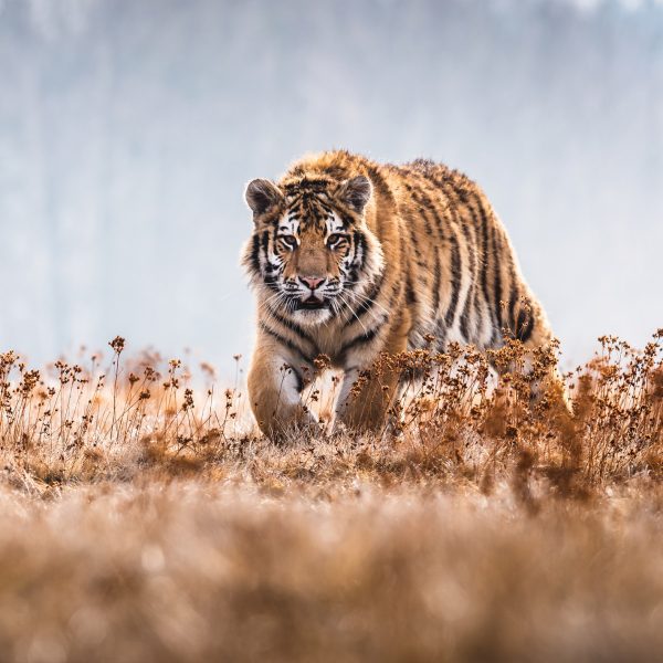 Tapeta Bengalský tygr Tapeta Bengalský tygr