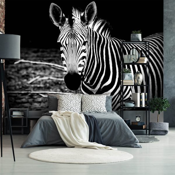 Tapeta Zebra Tapeta Zebra