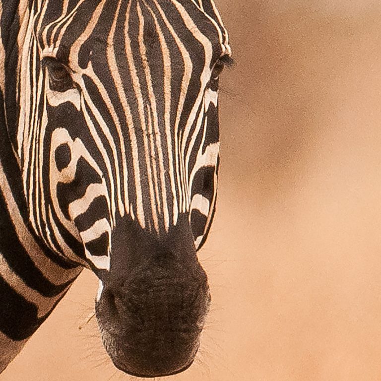 Tapeta Zebra v savaně Tapeta Zebra v savaně