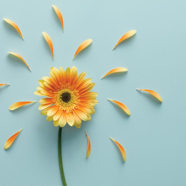 Tapeta jednoduchá a veselá gerbera Tapeta jednoduchá a veselá gerbera