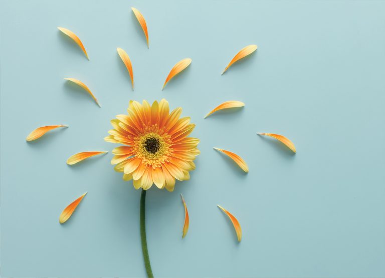 Tapeta jednoduchá a veselá gerbera Tapeta jednoduchá a veselá gerbera